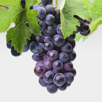 Rote einzelne Weintraube mit grünem Blatt - hier werden die verschiedenen roten Rebsorten vorgestellt