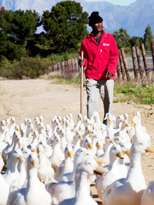 Ein Gänsehirt vom Bio Weingut Avondale in Südafrika bringt die Tiere zum Weinfeld