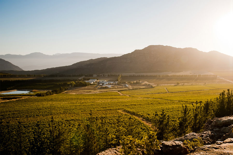 Piekenierskloof Wine Company