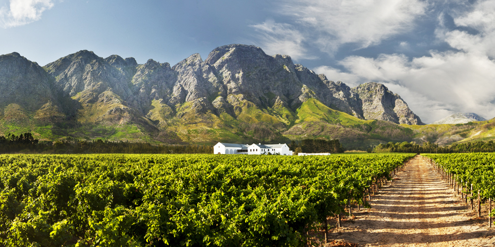 Blick über ein grünes Weinfeld auf das Weingut Boschendal vor einem Bergmassiv in der Region Franschhoek in Südafrika