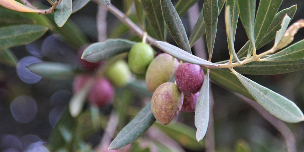 Zweig eines Olivenbaumes mit unterschiedlich reifen Oliven
