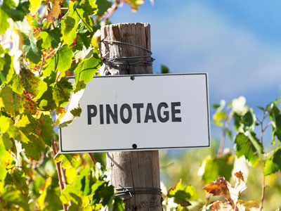 Pinotage - Die Edeltraube aus Südafrika