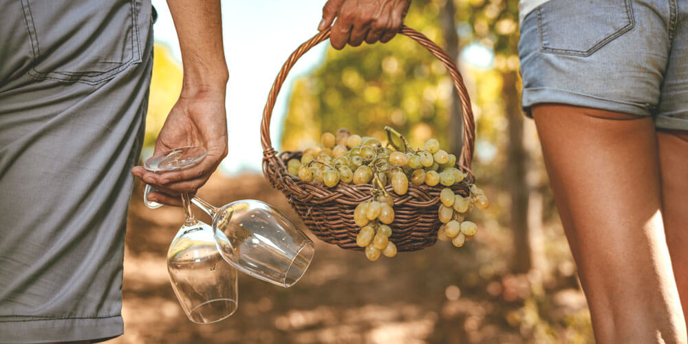 Frau und Mann spazieren mit frisch geernteten weißen Weintrauben im Korb und Weingläsern in der Hand durch ein Weinfeld
