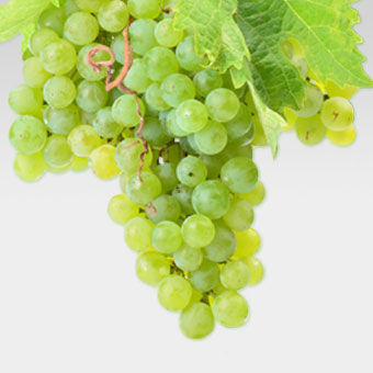 Weiße einzelne Weintraube mit grünem Blatt - hier werden die verschiedenen weißen Rebsorten vorgestellt