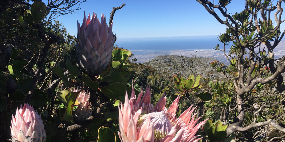 Königs Protea Blüten in südafrikanischer Berglandschaft mit Blick auf den Atlantik