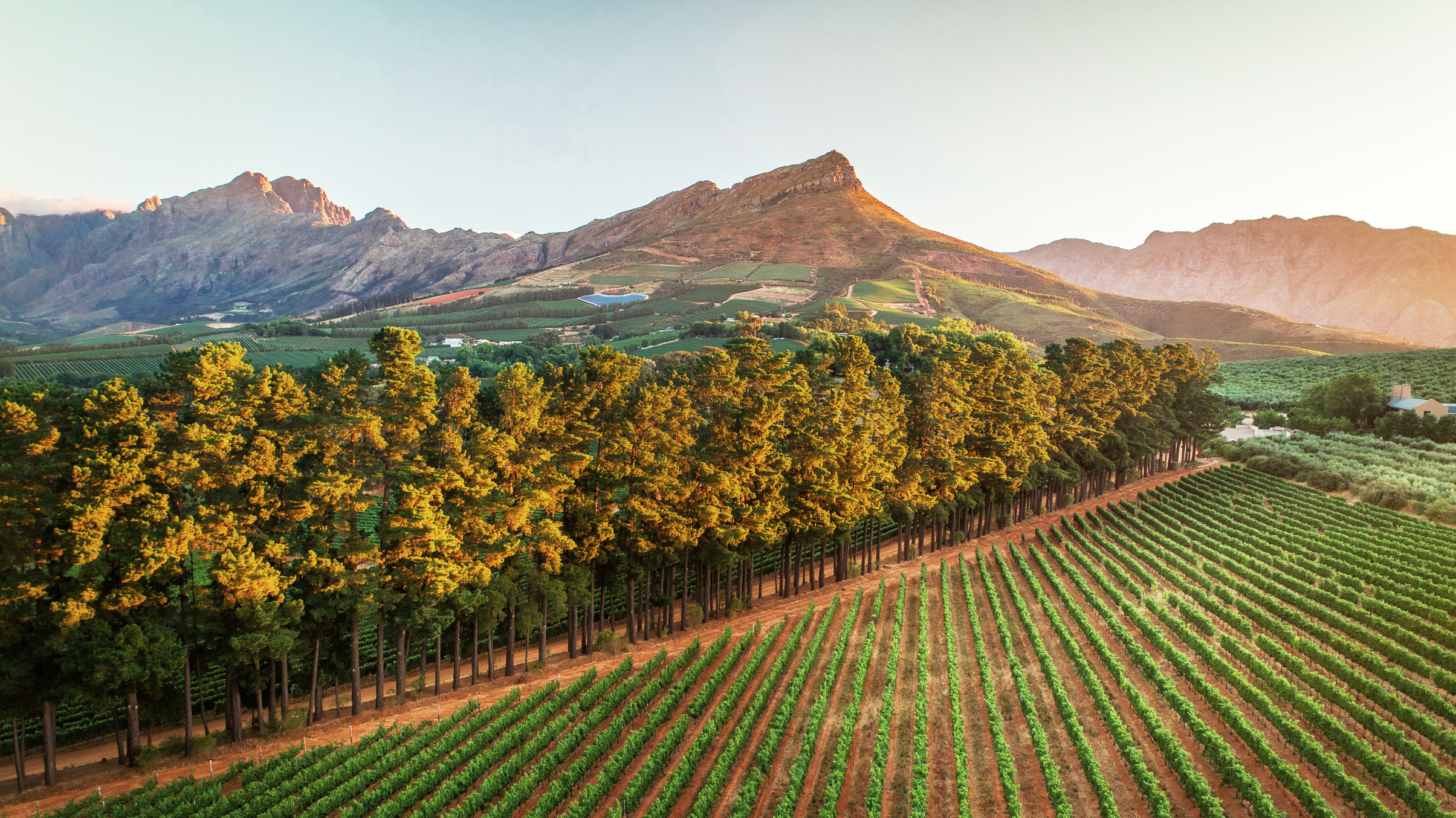 Mit dem Blick über Weinfelder vor einem Bergmassiv werden Südafrika´s Weingüter vorgestellt
