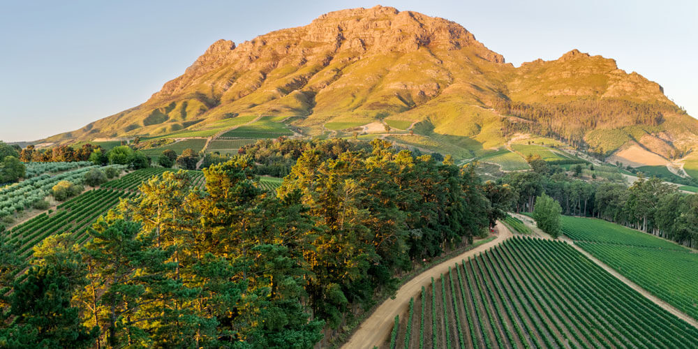 Landschaft mit Weinplantage und Bergmassiv in der Weinanbauregion Stellenbosch in Südafrika