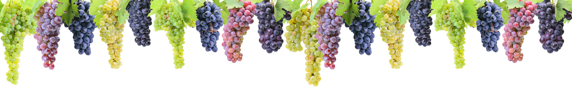 Weintrauben in verschiedenen Farben hängen in einer Reihe und zeigen auf die Vielfalt der Rebsortenarten