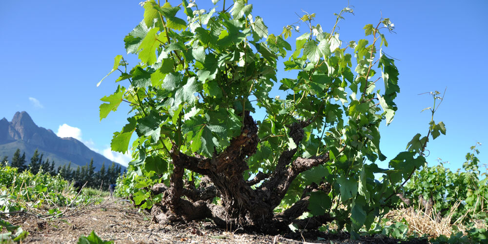 Ein alter, knorriger, blühender Weinstock vor Bergkulisse in Südafrika