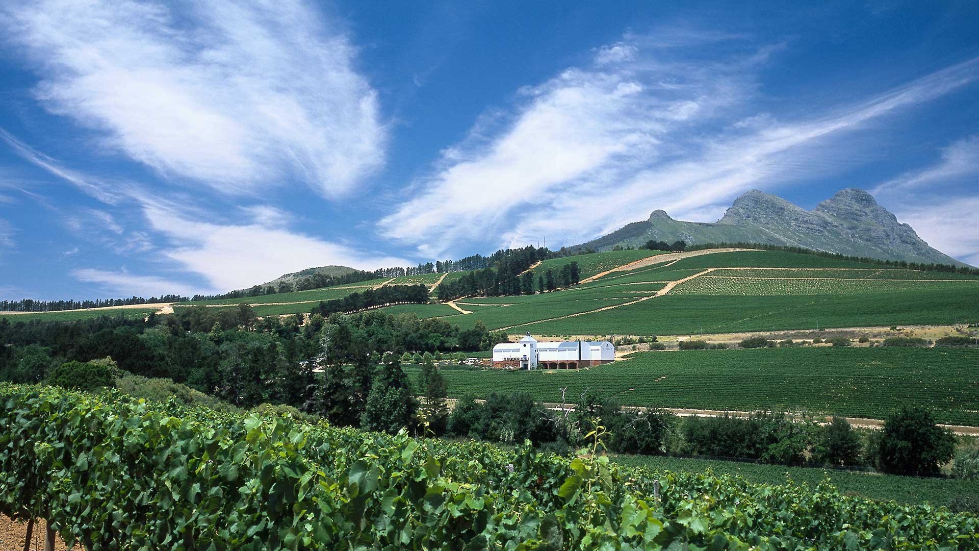 Ladybird Vineyards