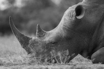 Nashorn_bearbeitet Nashorn_bearbeitet