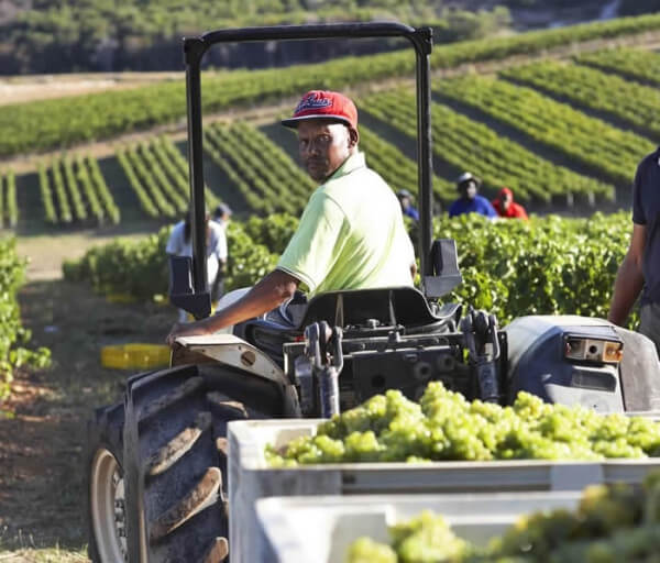 Bouchard_Finlayson_Ernte Bouchard_Finlayson_Ernte