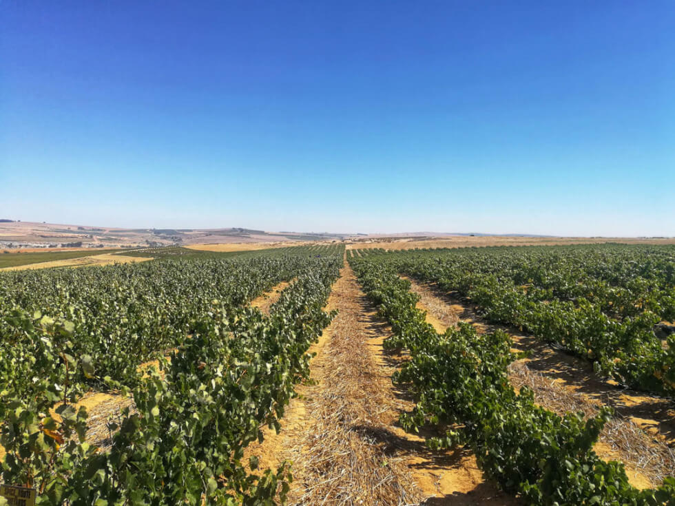 Cape Wine Company Cape Wine Company