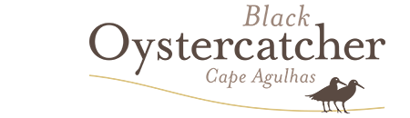 Black Oystercatcher