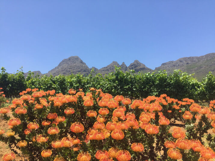 Stellenbosch Vineyards Stellenbosch Vineyards