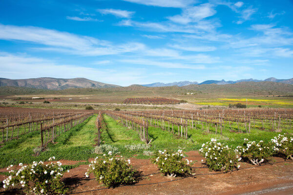 robertson_winelands