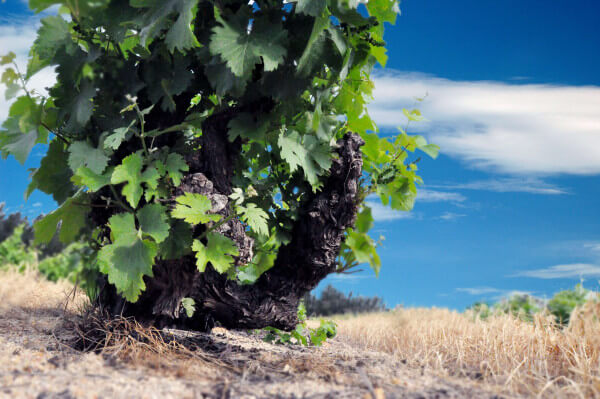 Optenhorst_Chenin_Blanc_Top_100 Optenhorst_Chenin_Blanc_Top_100