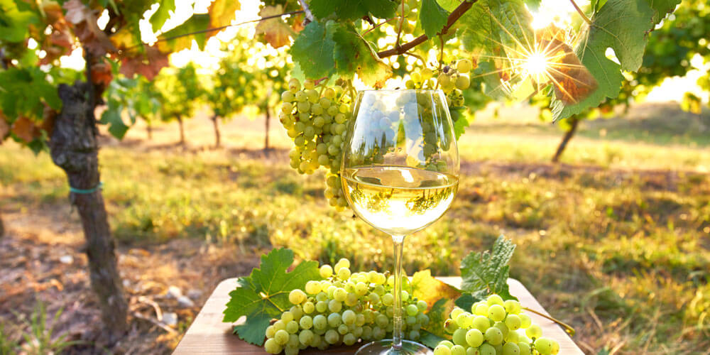 Südafrikas Weißweine – Tradition & Genuss Weißwein