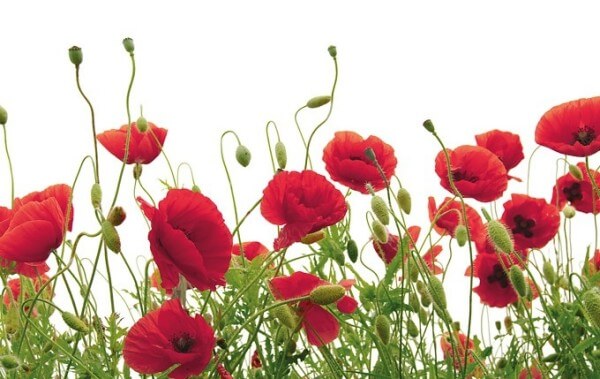 Karte "Mohnblumen"