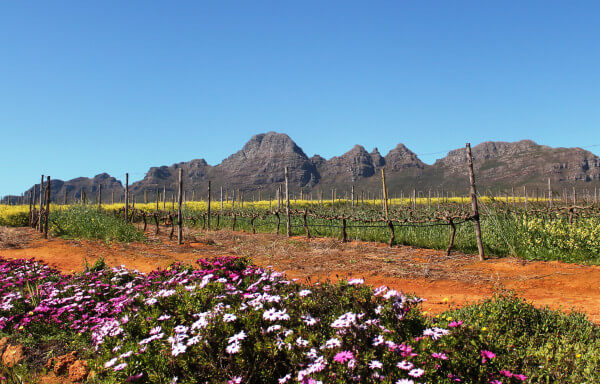 Spring-time-in-the-Helderberg