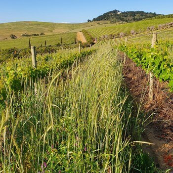 Zwischenbepflanzung-DeMorgenzon