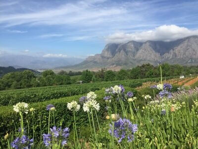 Weinlandschaft_3_bearbeitet Weinlandschaft_3_bearbeitet