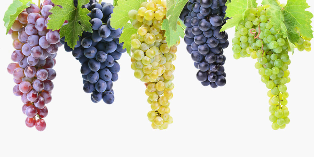 Sauvignon Blanc - fruchtig, spritzig, mineralisch, exotisch Sauvignon Blanc