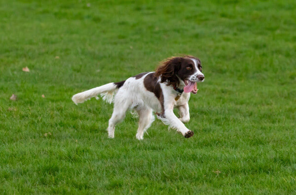 springer_spaniel
