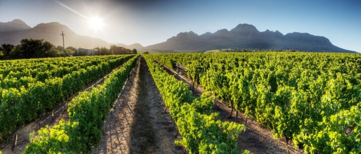 Cirrus Wines