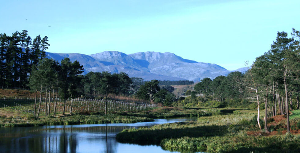 Shannon Vineyards Shannon Vineyards
