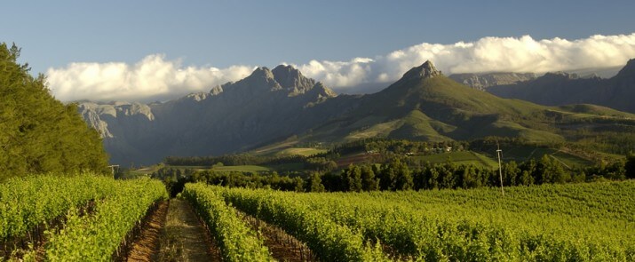 Knorhoek Wines