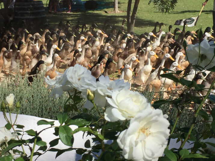 Vergenoegd Löw The Wine Estate Vergenoegd Löw The Wine Estate