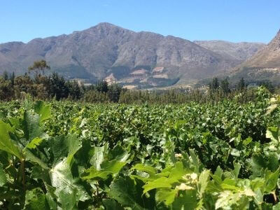 Weinlandschaft_1_bearbeitet