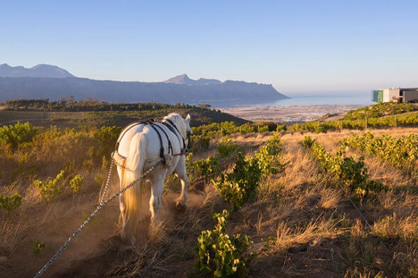 Waterkloof_Pferd_2 Waterkloof_Pferd_2
