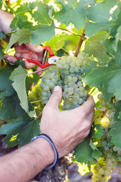 BOUCHARD-CLOSE-UP-OF-PICKERS-HAND