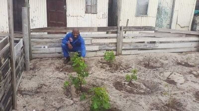Vines_in_Philippi Vines_in_Philippi